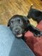 Labrador Retriever Puppies for sale in Abilene, TX, USA. price: NA