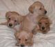Labrador Retriever Puppies for sale in Des Moines, IA, USA. price: $600