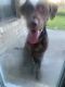 Labrador Retriever Puppies for sale in DeSoto, TX 75115, USA. price: $700