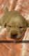 Labrador Retriever Puppies for sale in Little Hocking, OH 45742, USA. price: NA