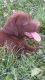 Labrador Retriever Puppies for sale in Lexington, IN 47138, USA. price: $800