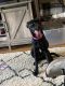 Labrador Retriever Puppies for sale in 501 FM3009, Schertz, TX 78154, USA. price: $150