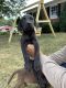 Labrador Retriever Puppies for sale in Lincolnton, NC 28092, USA. price: $1,000