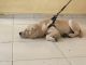 Labrador Retriever Puppies for sale in Kohinoor City Mall, Premier Road, Kurla West, Kurla, Mumbai, Maharashtra 400070, India. price: 15000 INR