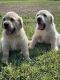Labrador Retriever Puppies for sale in Clyde, TX 79510, USA. price: NA