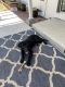 Labrador Retriever Puppies for sale in Dublin, CA 94568, USA. price: $500