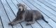 Labrador Retriever Puppies for sale in 7632 Scatter Woods Ln, Indianapolis, IN 46239, USA. price: NA