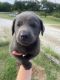 Labrador Retriever Puppies for sale in Cedar Vale, KS 67024, USA. price: NA