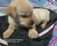 Labrador Retriever Puppies for sale in Brij Enclave Colony, Sundarpur, Nagwa, Varanasi, Uttar Pradesh 221005, India. price: 9000 INR