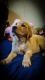 Labrador Retriever Puppies for sale in Lovelady, TX 75851, USA. price: $1,300
