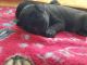 Labrador Retriever Puppies for sale in Beulaville, NC 28518, USA. price: $800