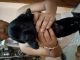 Labrador Retriever Puppies for sale in Munshi Pulia, Block C, Indira Nagar, Lucknow, Uttar Pradesh 226016, India. price: 12 INR