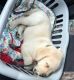 Labrador Retriever Puppies for sale in Carolina Beach, NC 28428, USA. price: $800