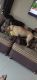 Labrador Retriever Puppies for sale in DELTA GARDEN, सिद्धी विनायक नगर, महाजन वाडी, मिरा रोड, मिरा भाइंदर, महाराष्ट्र 401107. price: 5000 INR