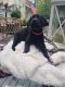 Labrador Retriever Puppies for sale in Biloxi, MS, USA. price: NA