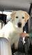 Labrador Retriever Puppies for sale in El Dorado Hills, CA, USA. price: $5,000
