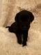 Labrador Retriever Puppies for sale in Lebanon, IN 46052, USA. price: $800