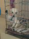 Labrador Retriever Puppies for sale in Kannamangala, Bengaluru, Karnataka 560067, India. price: 35000 INR