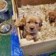 Labrador Retriever Puppies for sale in Sellersville, PA 18960, USA. price: NA