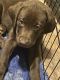 Labrador Retriever Puppies for sale in Wellford, SC 29385, USA. price: $750