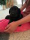 Labrador Retriever Puppies for sale in Richfield, UT 84701, USA. price: $1,700