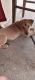 Labrador Retriever Puppies for sale in Ramamurthy Nagar, Bengaluru, Karnataka 560016, India. price: 560016 INR