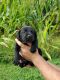 Labrador Retriever Puppies for sale in Creal Springs, IL 62922, USA. price: NA