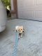 Labrador Retriever Puppies for sale in Laveen Village, Phoenix, AZ, USA. price: $1,950