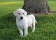 Labrador Retriever Puppies for sale in LOS RANCHOS DE ABQ, NM 87114, USA. price: NA