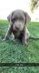 Labrador Retriever Puppies for sale in Twin Falls, ID, USA. price: $1,200