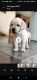 Labrador Retriever Puppies for sale in Nagpur, Maharashtra, India. price: NA