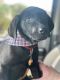 Labrador Retriever Puppies for sale in St Augustine Ave, Temple Terrace, FL 33617, USA. price: NA