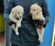 Labrador Retriever Puppies for sale in 562106, Jigani - Anekal Rd, Suragajakkanahalli, Karnataka 562106, India. price: 7999 INR