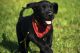 Labrador Retriever Puppies for sale in Augusta, GA, USA. price: $600