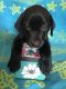 Labrador Retriever Puppies for sale in Wildwood, GA 30757, USA. price: NA