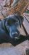 Labrador Retriever Puppies for sale in Tuscaloosa, AL, USA. price: NA