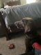 Labrador Retriever Puppies for sale in McCordsville, IN 46055, USA. price: $200