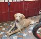 Labrador Retriever Puppies for sale in Pothur, Chennai, Tamil Nadu 600062, India. price: 8000 INR