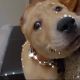 Labrador Retriever Puppies for sale in Baltimore, MD, USA. price: $500
