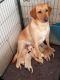 Labrador Retriever Puppies for sale in Sutter Creek, CA 95685, USA. price: $1,700