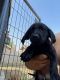 Labrador Retriever Puppies for sale in 101 L St, Bakersfield, CA 93304, USA. price: $600