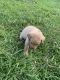 Labrador Retriever Puppies for sale in Laurens, SC 29360, USA. price: NA