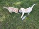 Labrador Retriever Puppies for sale in Homosassa, FL, USA. price: NA