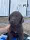 Labrador Retriever Puppies for sale in Russell Springs, KY 42642, USA. price: $500