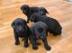 Labrador Retriever Puppies for sale in 360 Cicero Farm Rd, Elm City, NC 27822, USA. price: NA