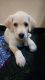 Labrador Retriever Puppies for sale in Sane Colony, More Vasti, Chikhali, Vitthal Nagar, Maharashtra 412114, India. price: 10000 INR