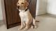 Labrador Retriever Puppies for sale in Ravet, Pimpri-Chinchwad, Maharashtra 412101, India. price: 10000 INR