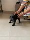 Labrador Retriever Puppies for sale in Sector 81, Gurugram, Haryana, India. price: 8000 INR