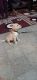 Labrador Retriever Puppies for sale in Mandsaur, Madhya Pradesh, India. price: 15000 INR