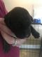 Labrador Retriever Puppies for sale in 1670 Longley Bridge Rd, Enosburg, VT 05450, USA. price: $1,000